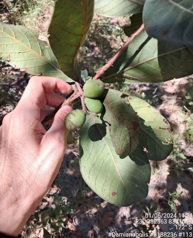 Terminalia corrugata fruit