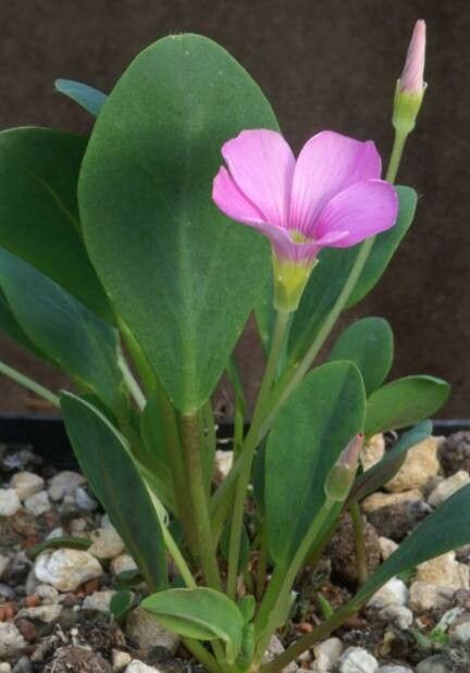 Oxalis monophylla habit