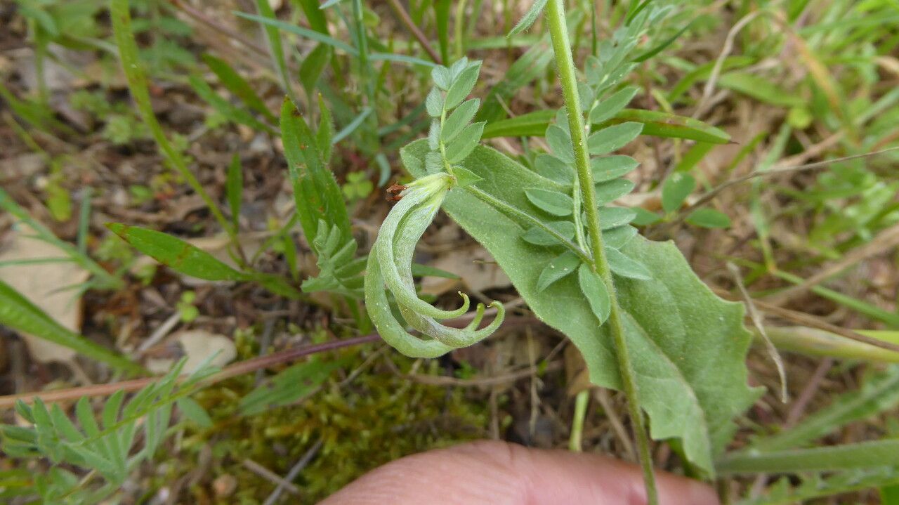 Ornithopus compressus fruit