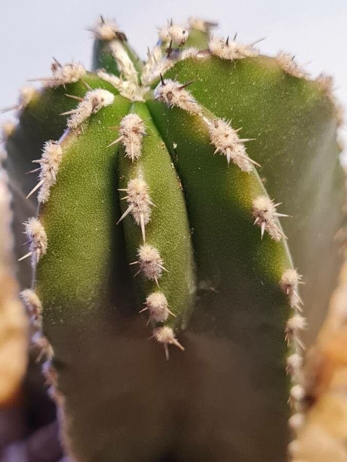 Marginatocereus marginatus fruit