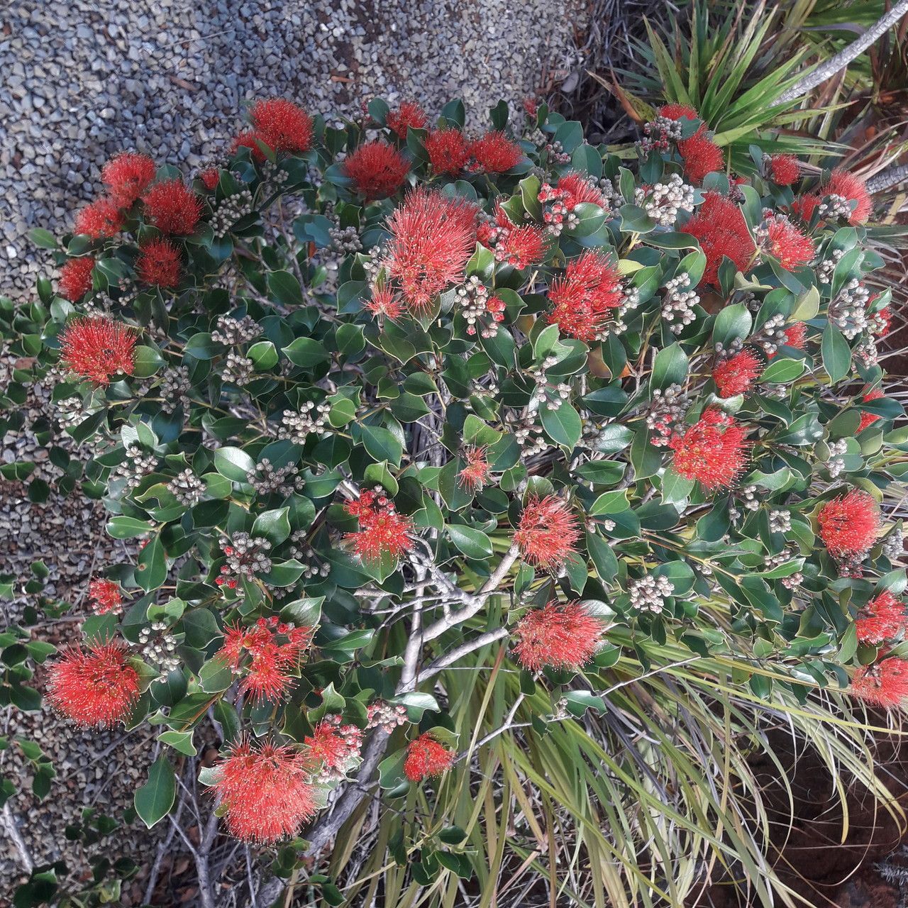Metrosideros nitida habit