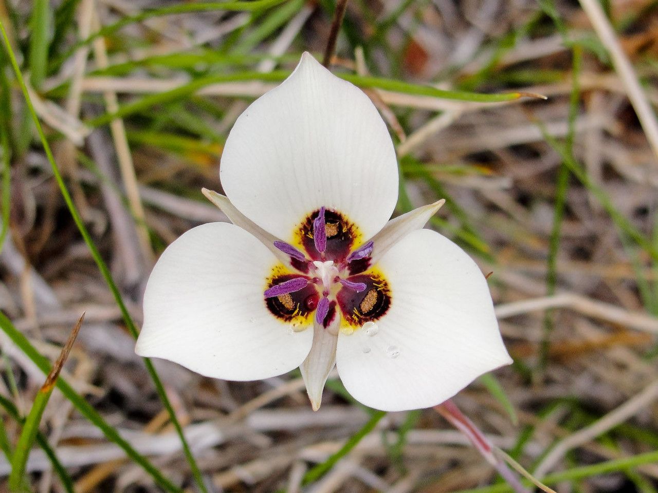 Calochortus excavatus — search result for 'Calochortus'