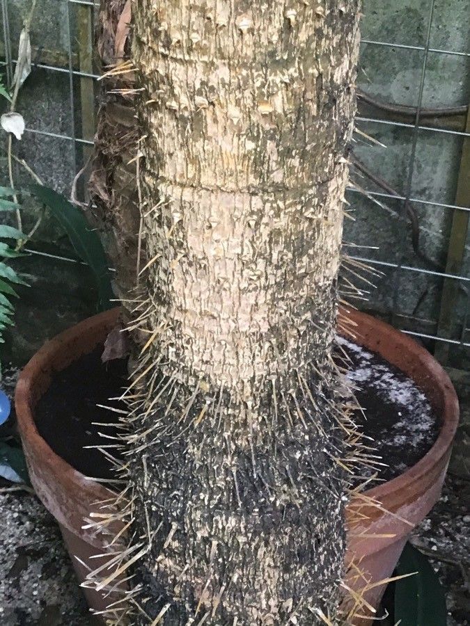 Aiphanes horrida bark