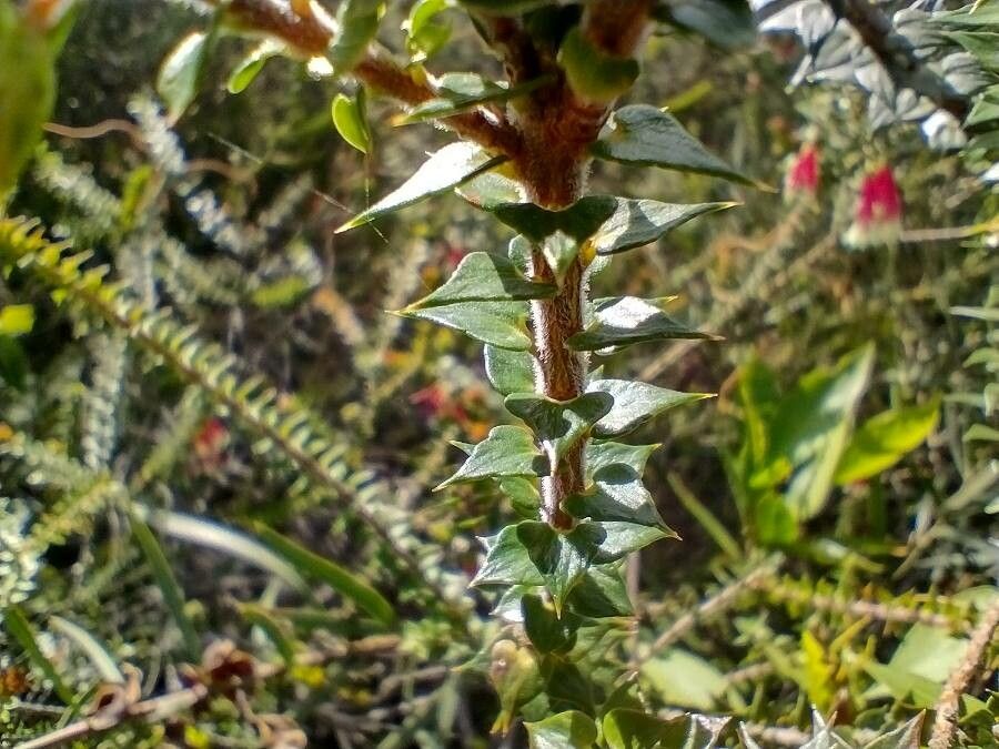 Epacris longiflora leaf