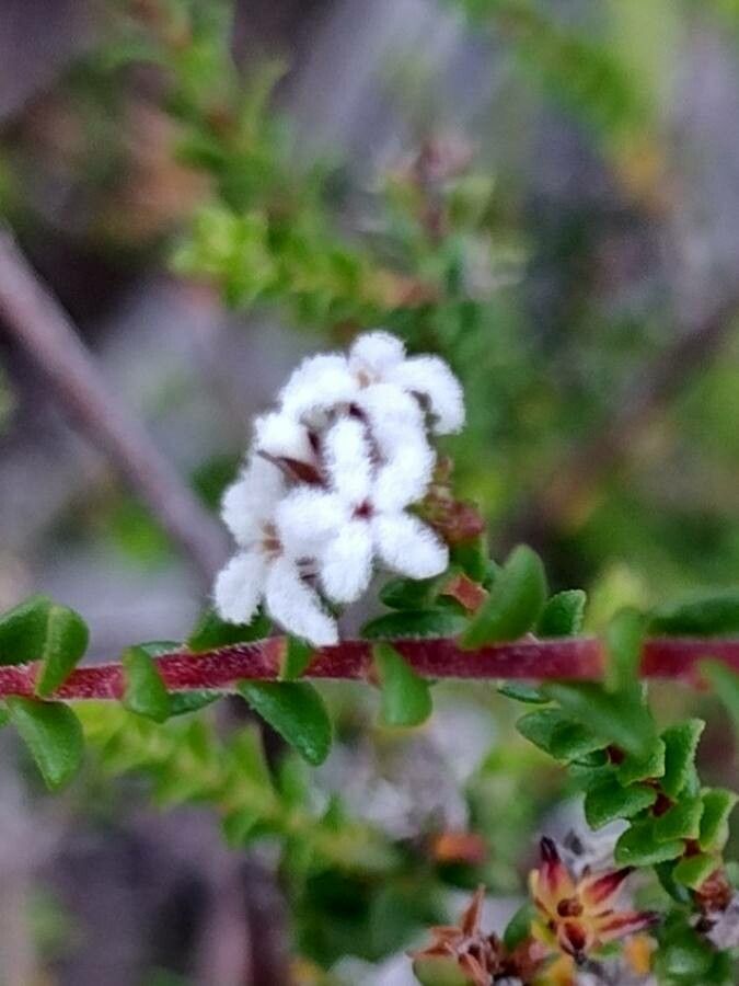 Leucopogon microphyllus flower