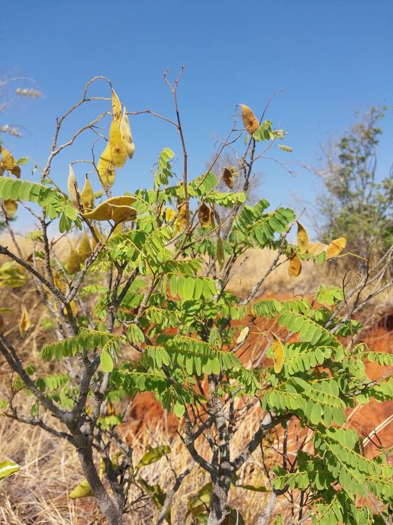 Dalbergia trichocarpa other