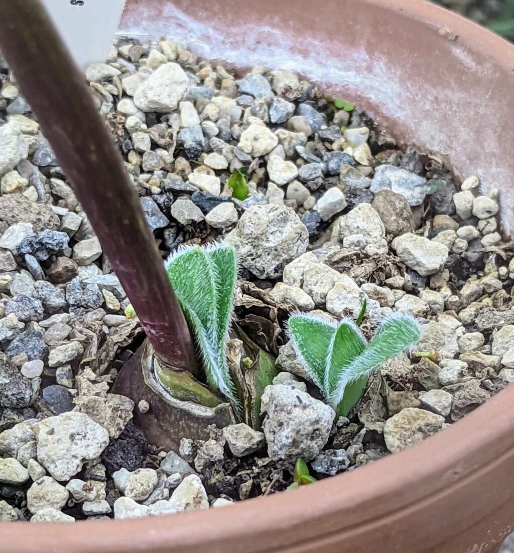 Haemanthus carneus — related species from the same genus