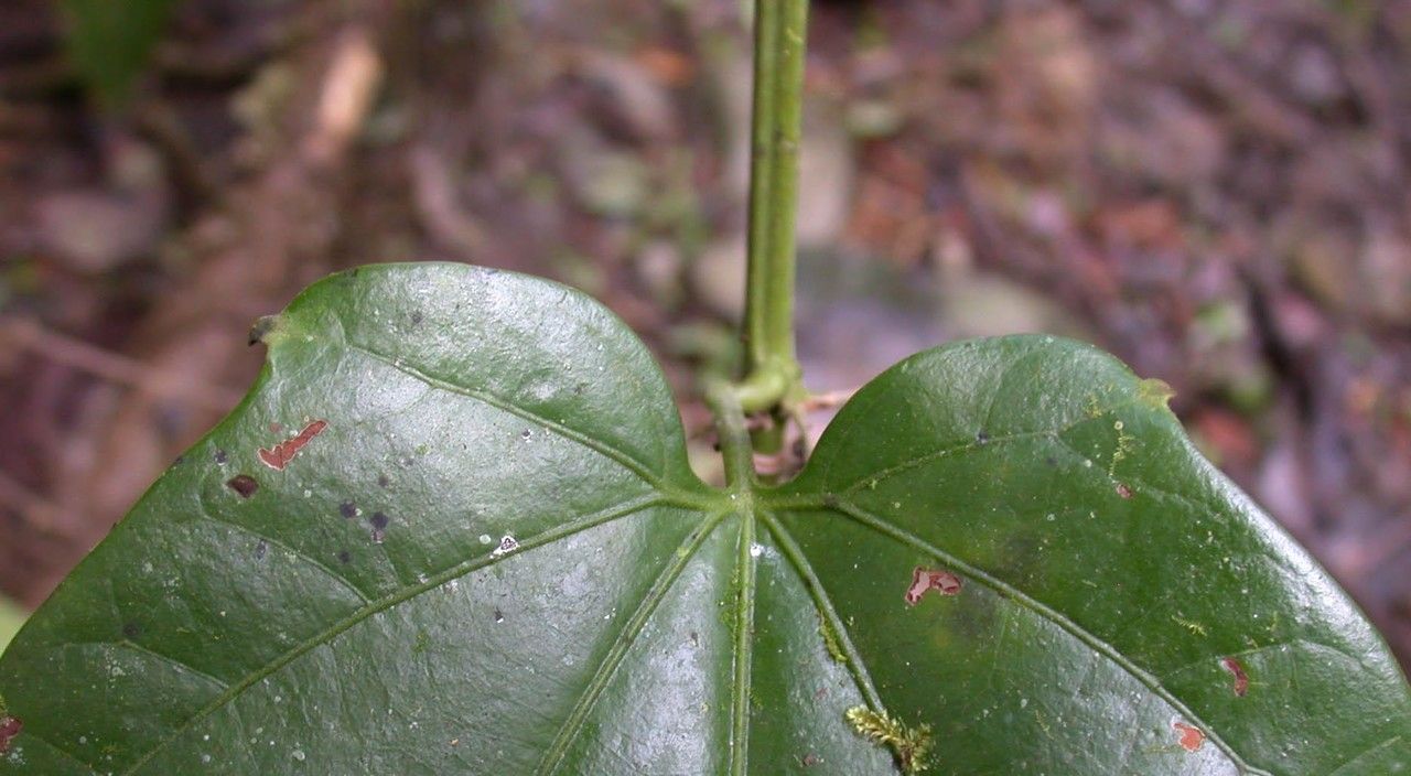 Fevillea cordifolia leaf