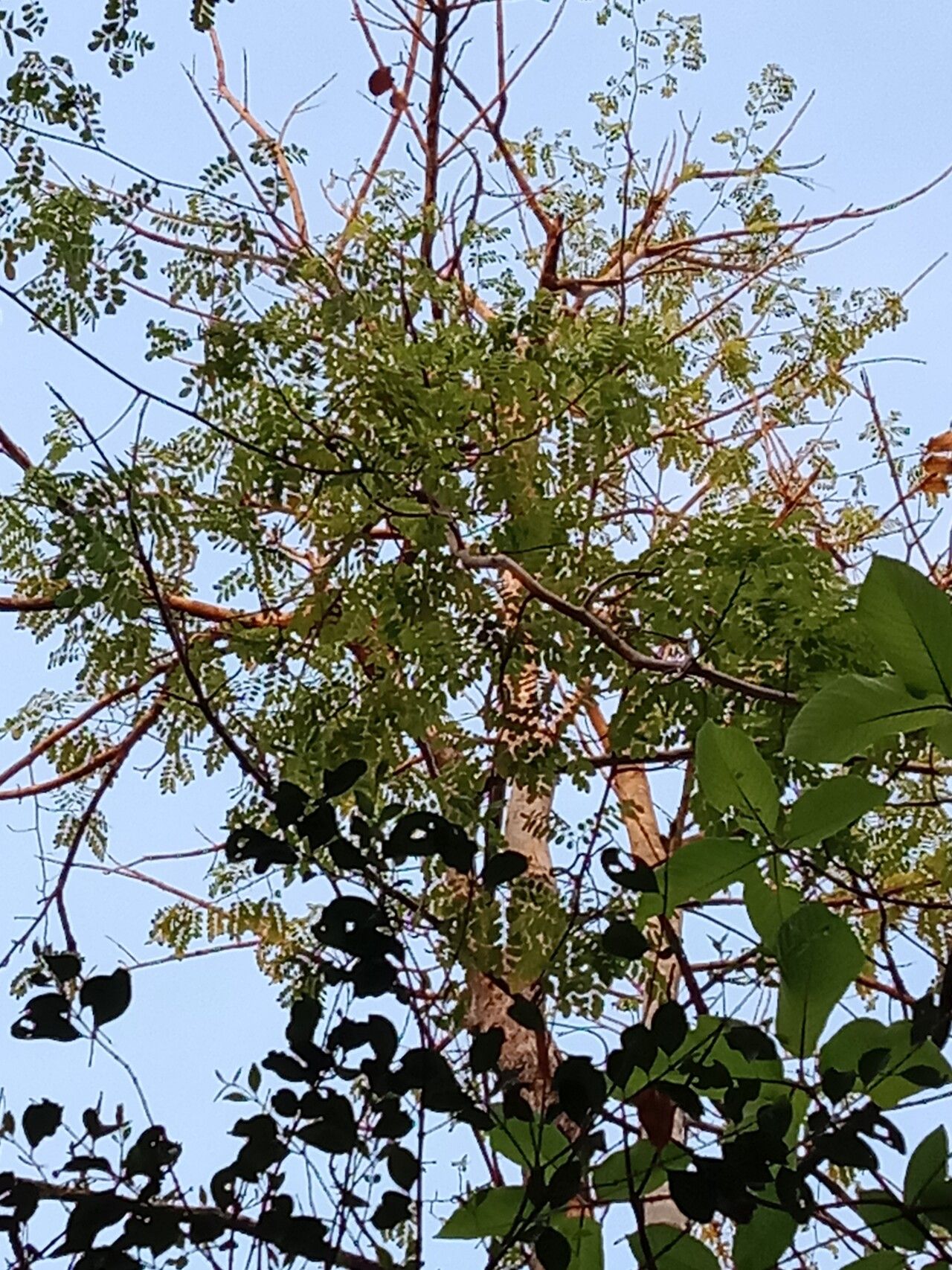 Stereospermum neuranthum habit
