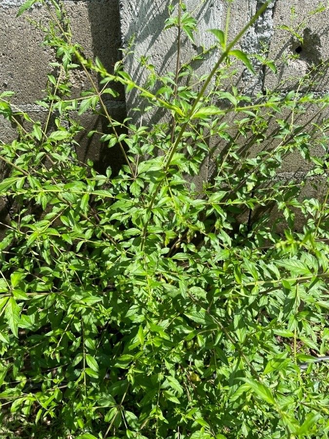 Orthosiphon aristatus leaf