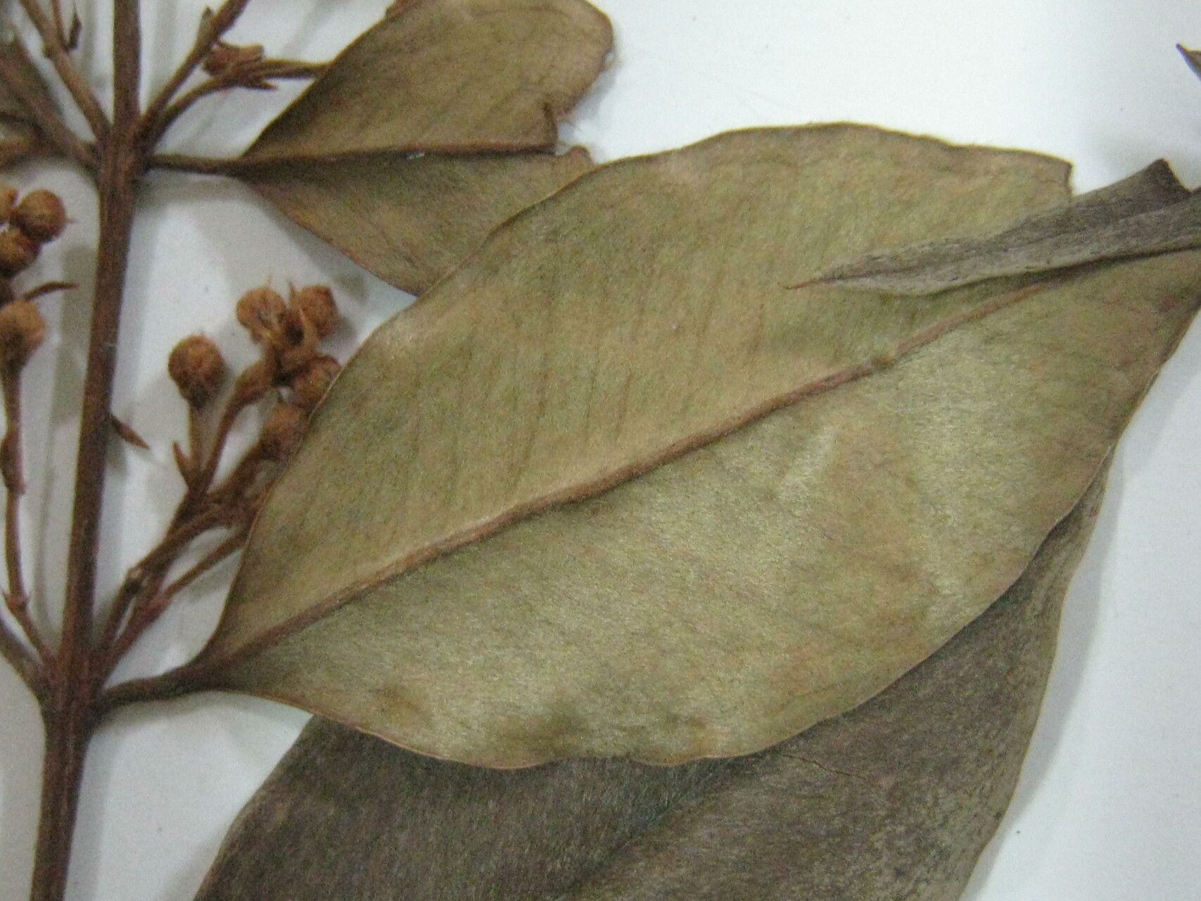 Eugenia biflora — search result for 'Eugenia'