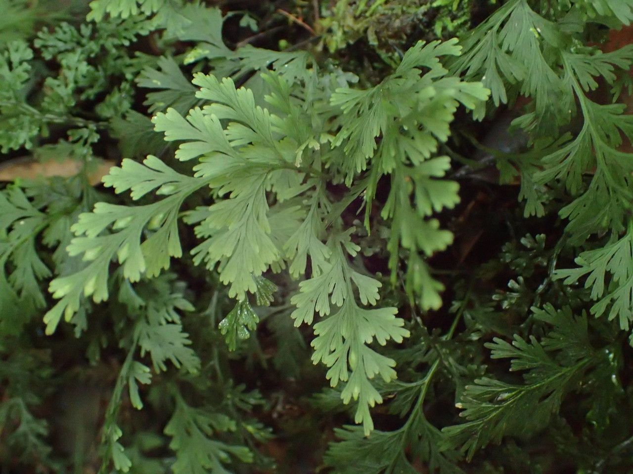 Trichomanes bipunctatum — houseplant care guide