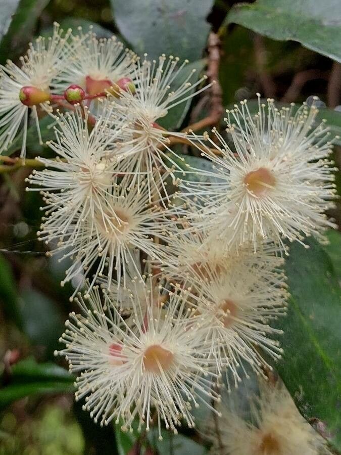 Syzygium oleosum flower