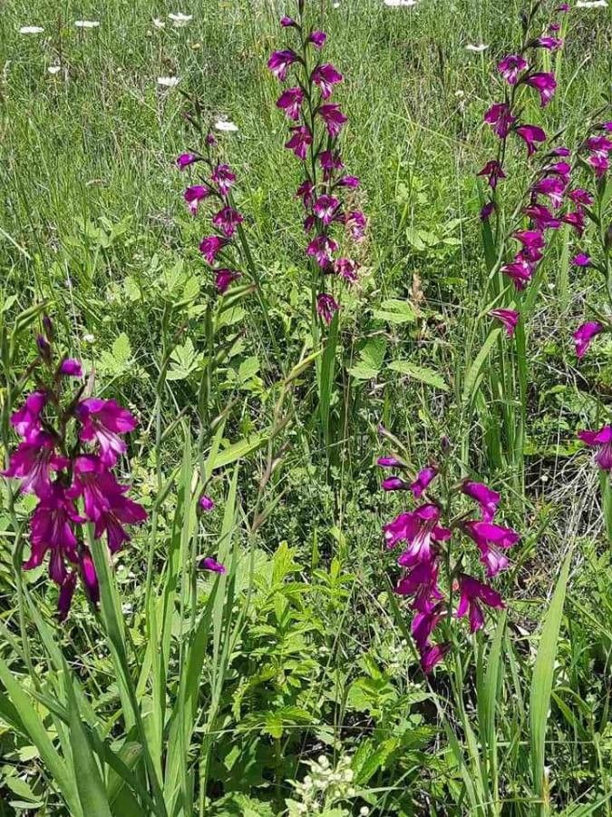Gladiolus imbricatus leaf
