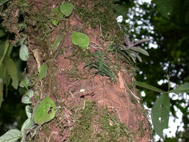 Epidendrum physodes bark