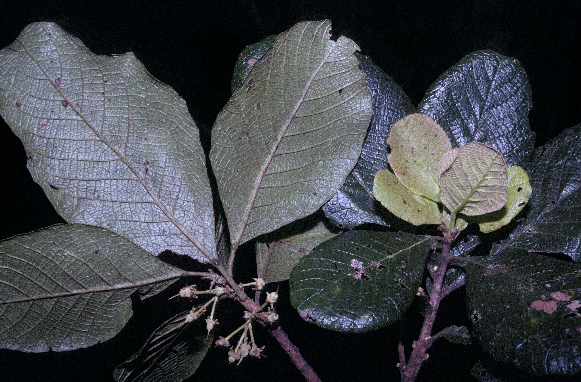 Sloanea granulosa leaf