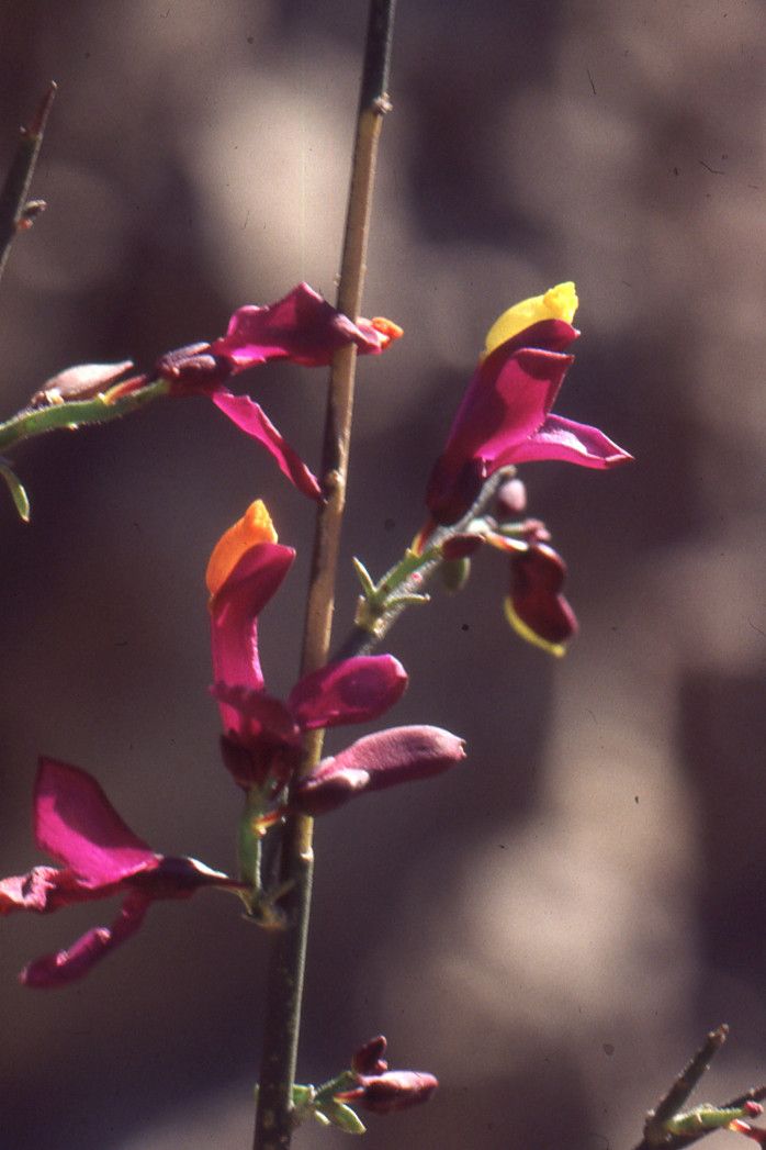 Polygala balansae flower