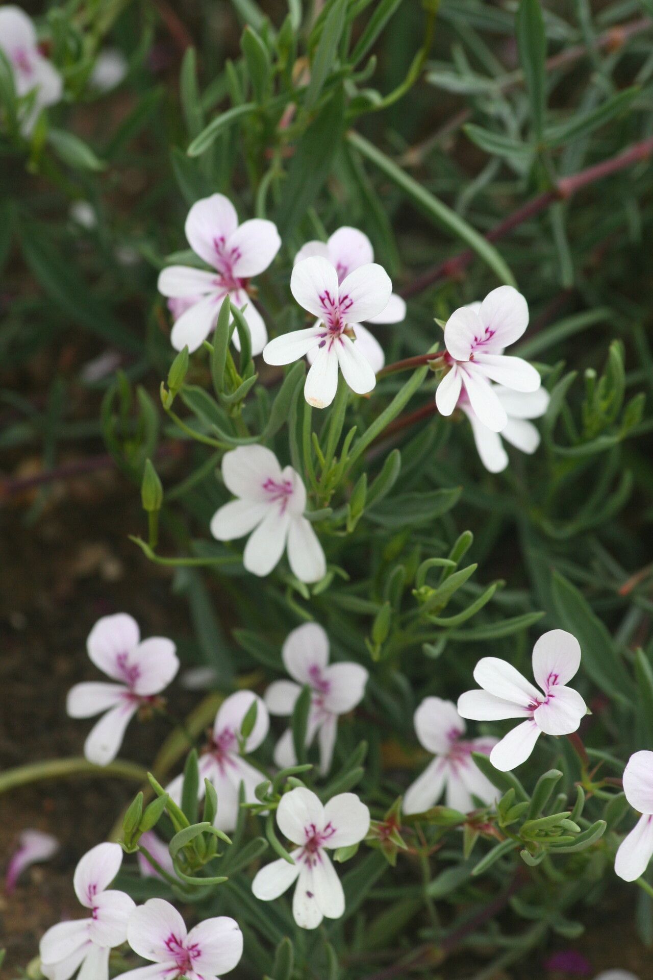 Pelargonium laevigatum flower