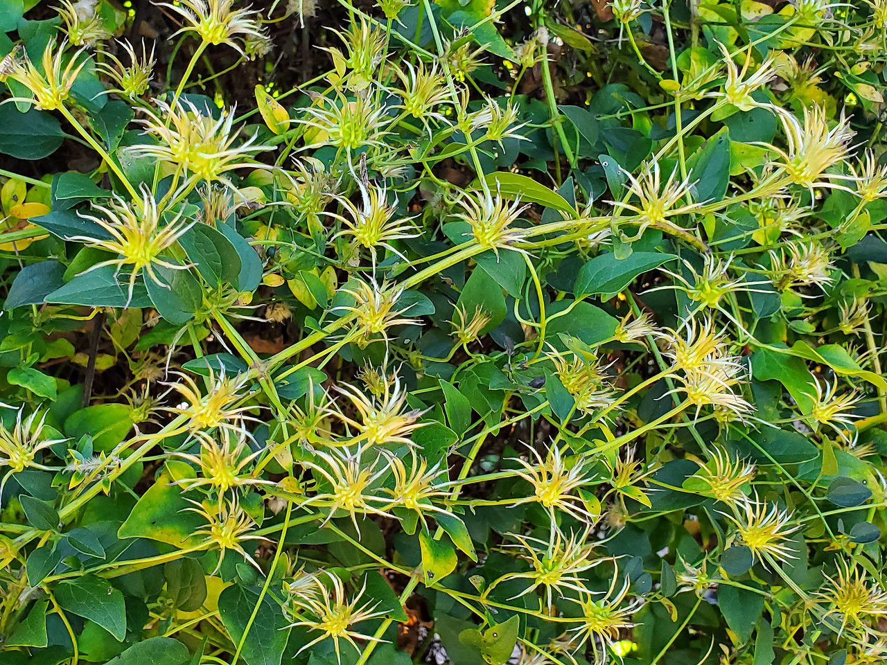 Clematis pauciflora flower