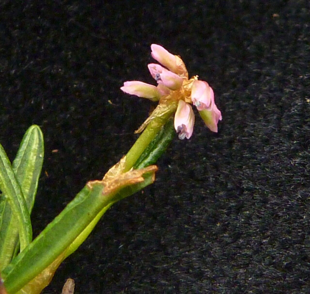 Bistorta perpusilla — search result for 'Bistorta'