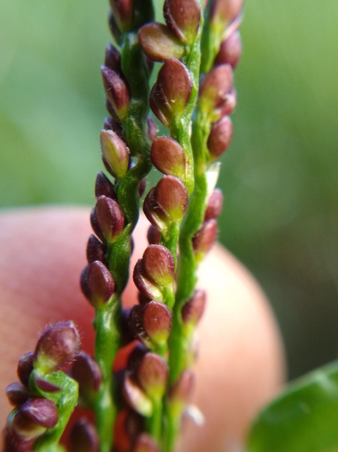 Paspalum maritimum fruit