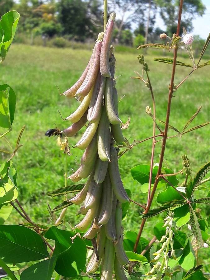 Crotalaria pallida fruit