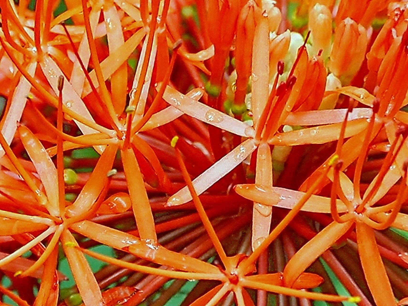 Scadoxus cinnabarinus — related species from the same genus