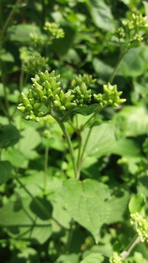Arnoglossum atriplicifolium flower