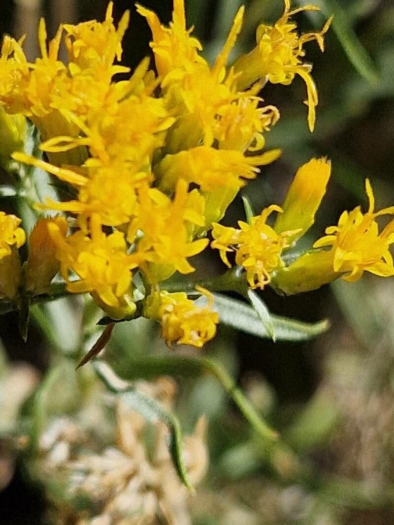 Euthamia gymnospermoides flower