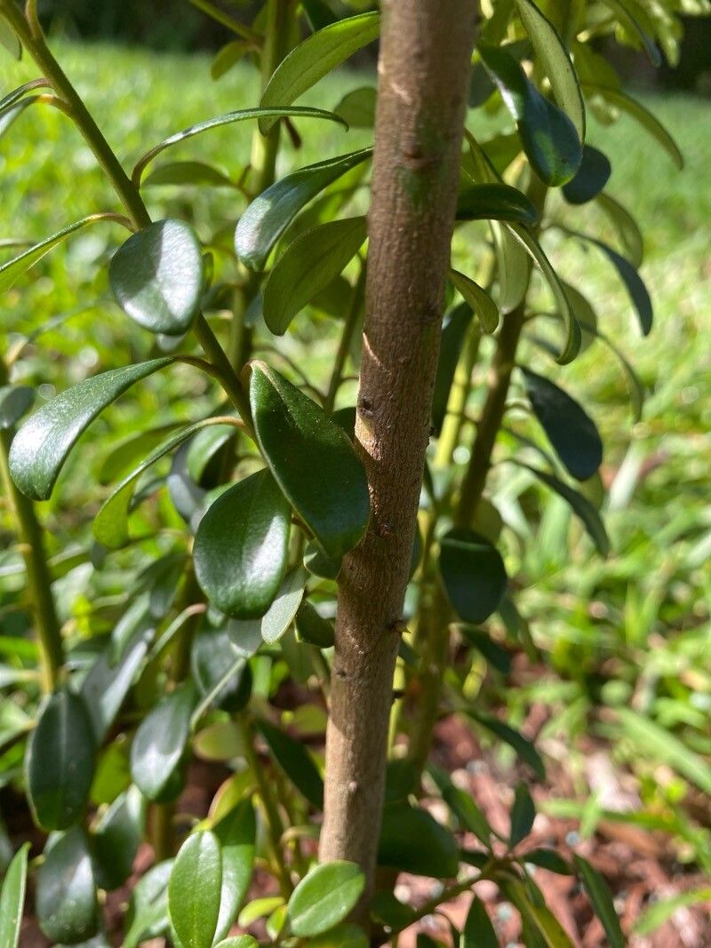 Myrsine sandwicensis bark