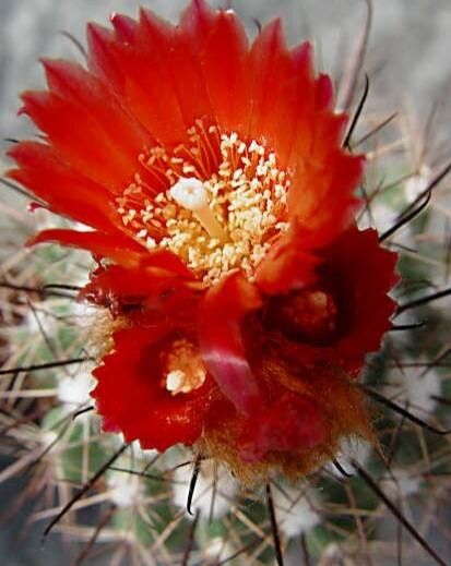 Parodia ritteri — houseplant care guide