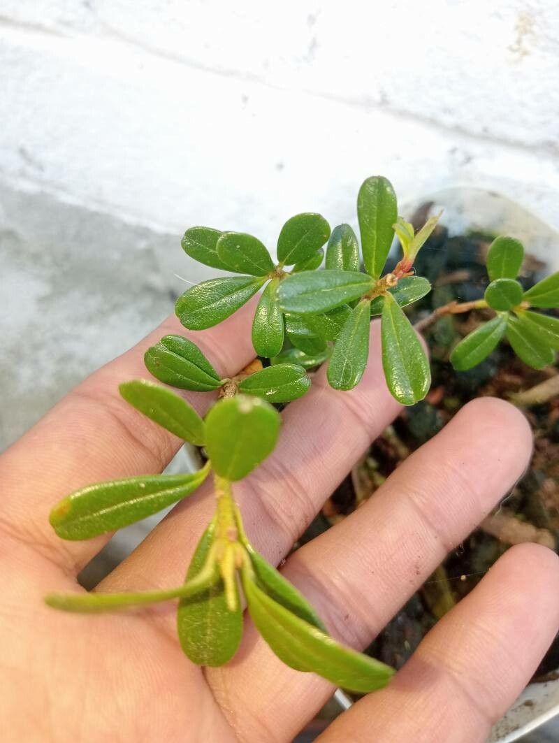 Rhododendron vaccinioides — houseplant care guide