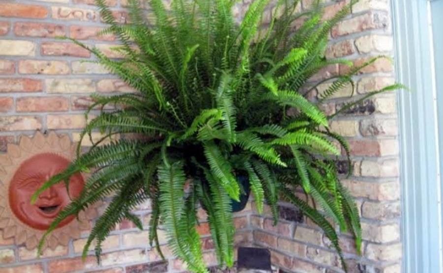 Nephrolepis obliterata