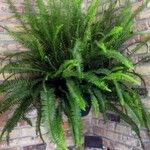 Nephrolepis obliterata