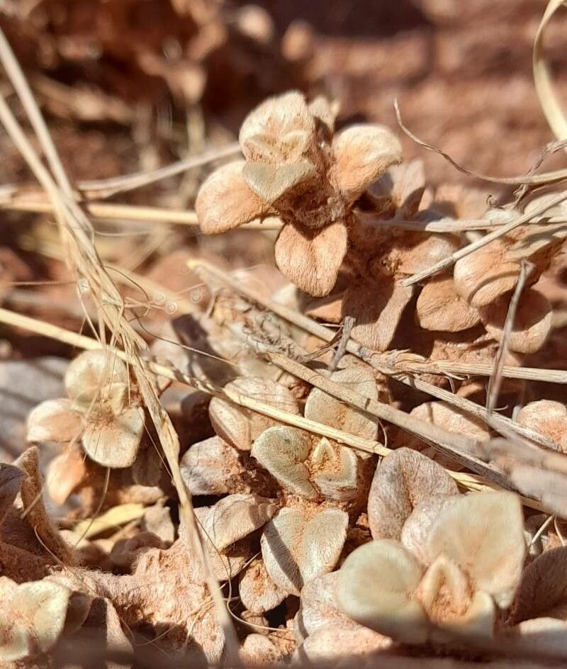Gomphrena colosacana leaf