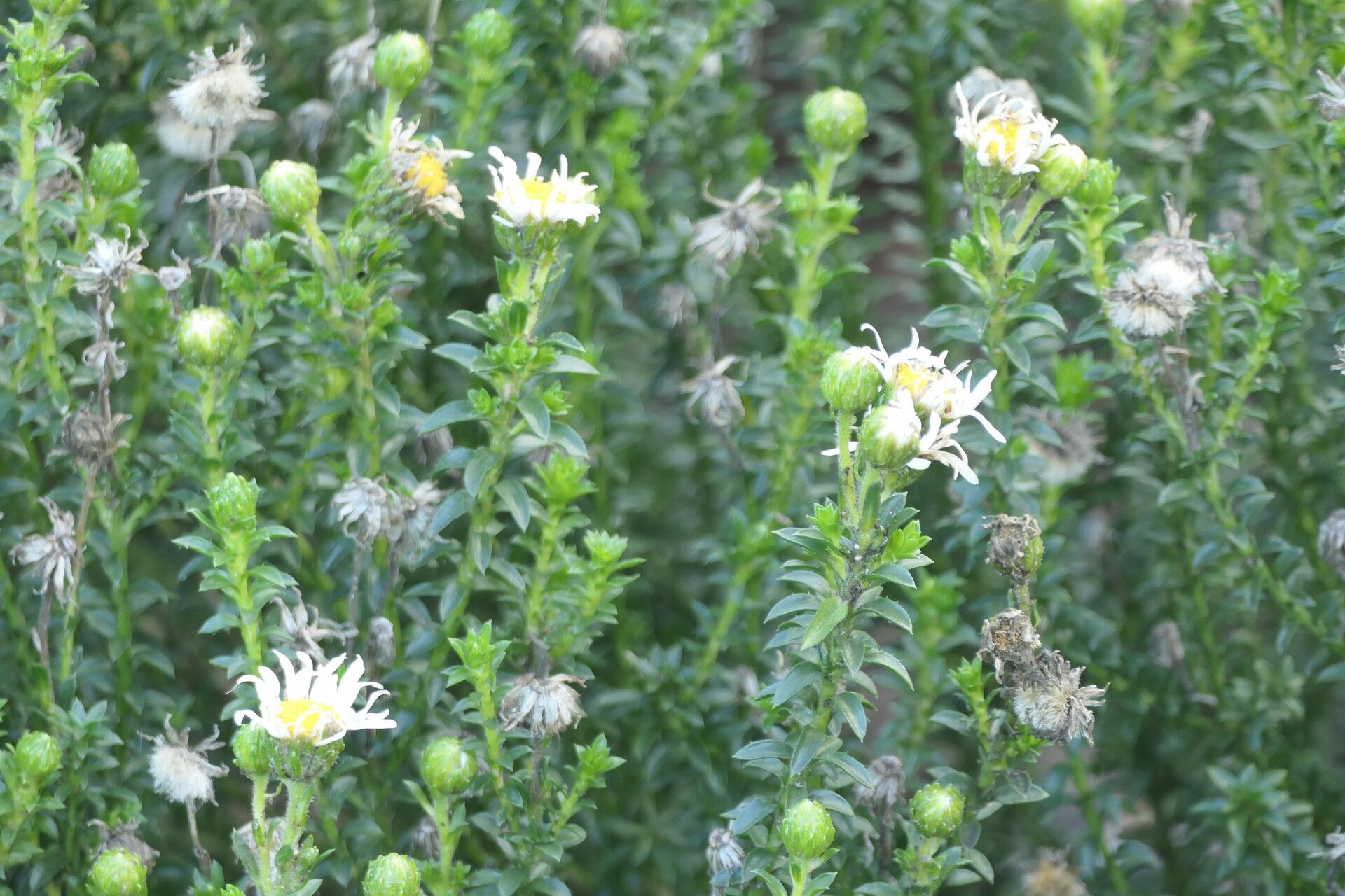Felicia echinata flower