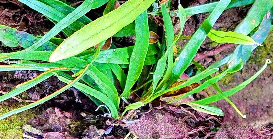 Lepisorus mucronatus — search result for 'Lepisorus'