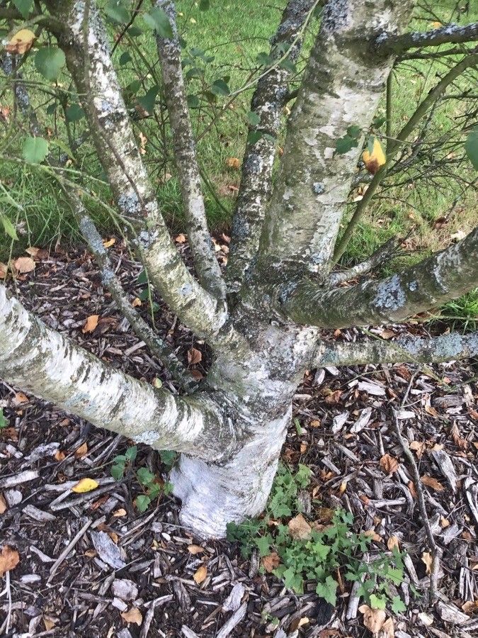 Betula litwinowii bark