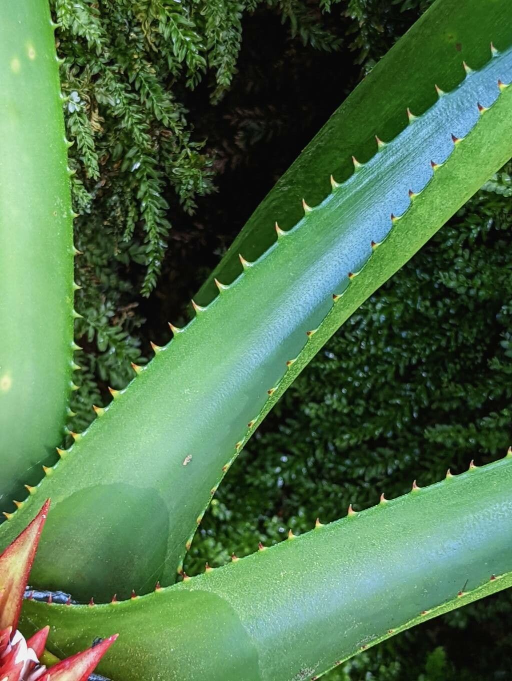 Nidularium amazonicum — related species from the same genus