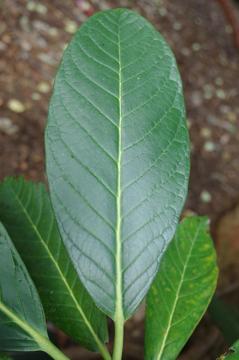 Rhododendron macabeanum leaf
