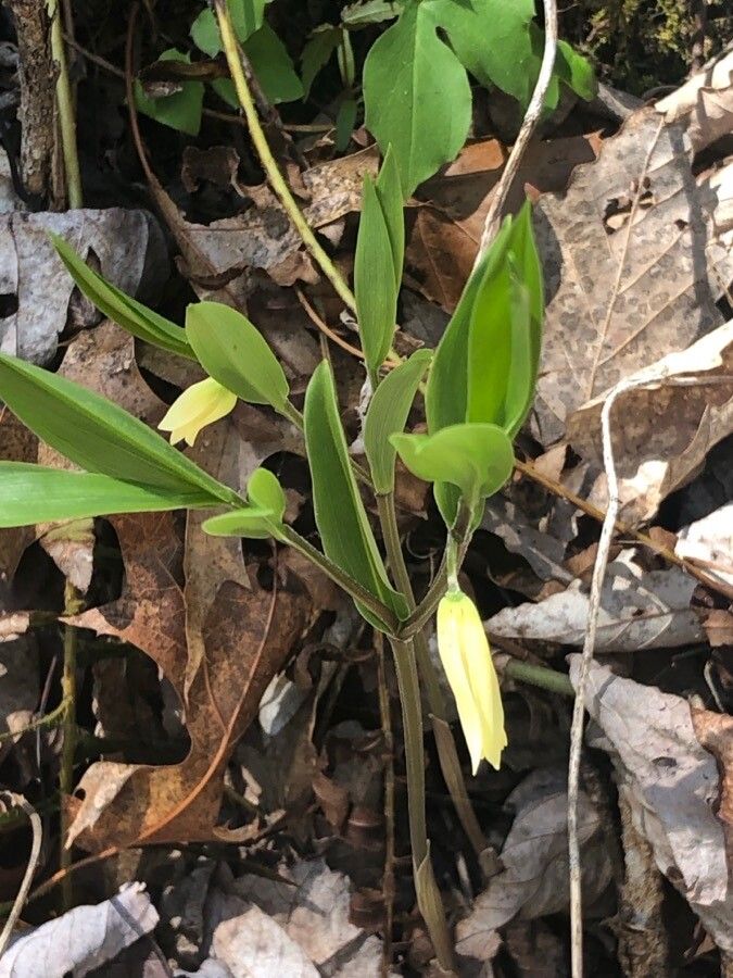 Uvularia puberula — search result for 'Kentucky'