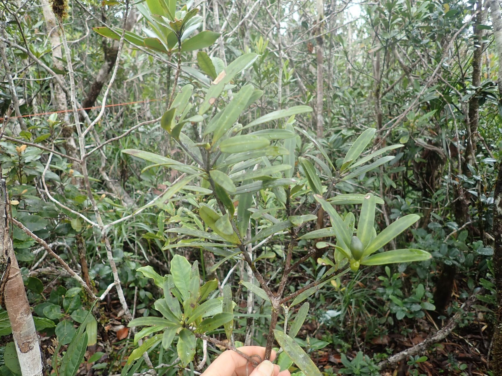 Podocarpus sylvestris habit