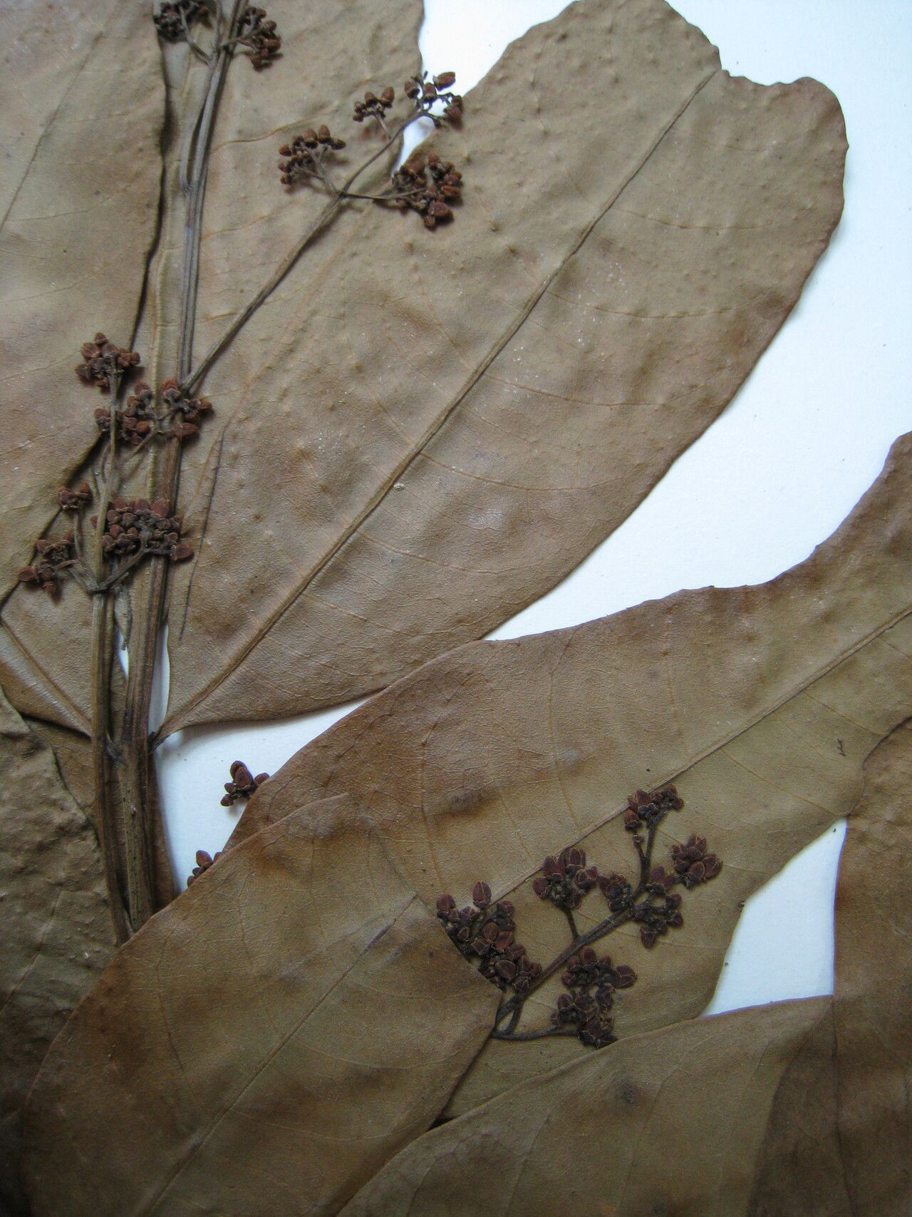 Trichilia cipo other