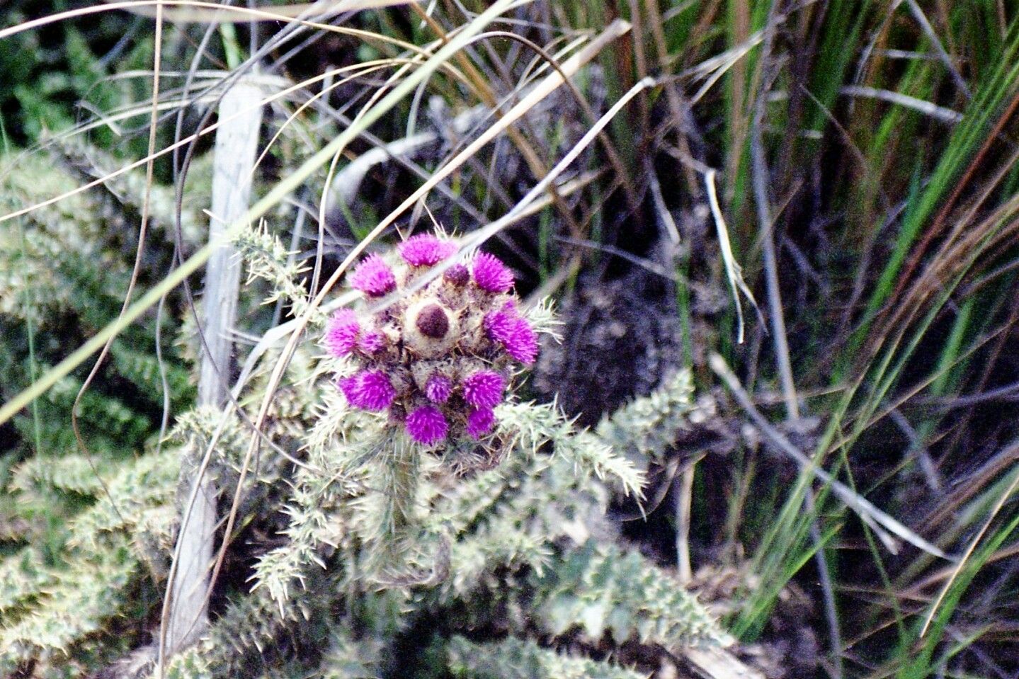 Carduus keniensis — search result for 'Carduus'