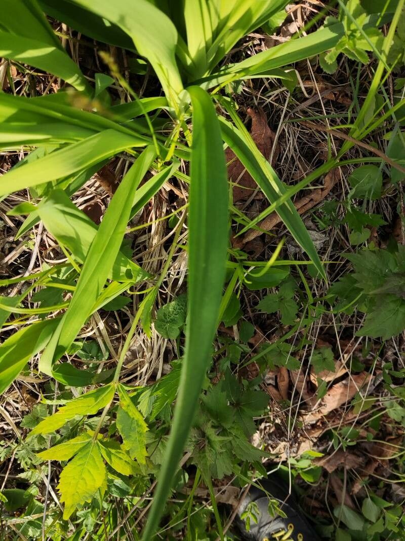 Hemerocallis yezoensis — houseplant care guide