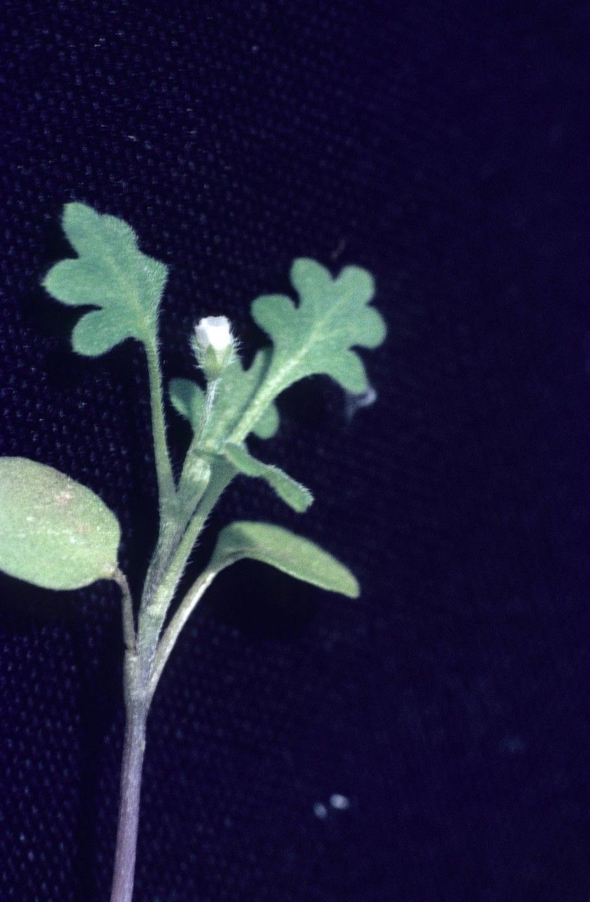 Nemophila breviflora — related species from the same genus