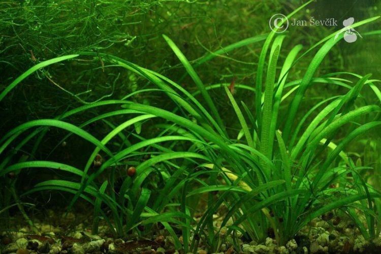 Sagittaria subulata habit