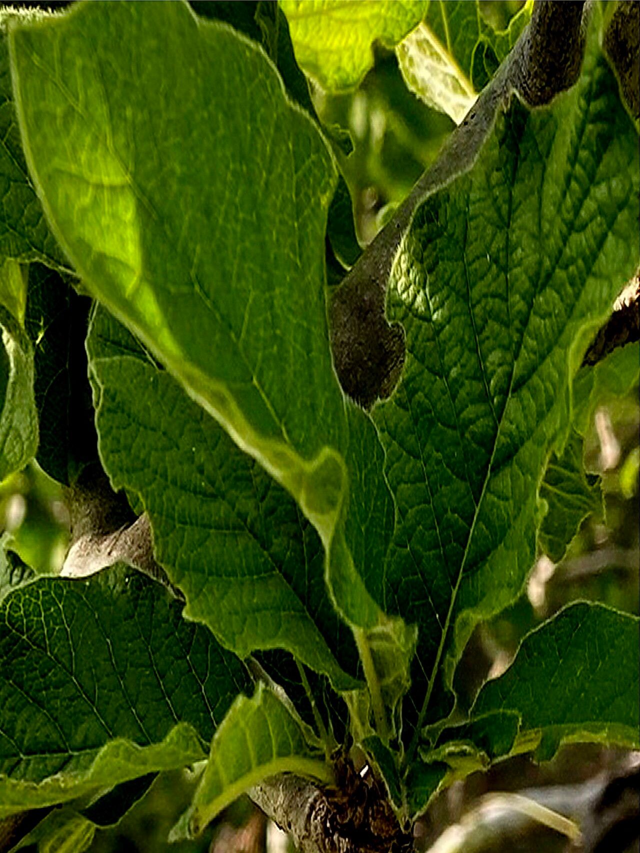 Tmesipteris parva leaf