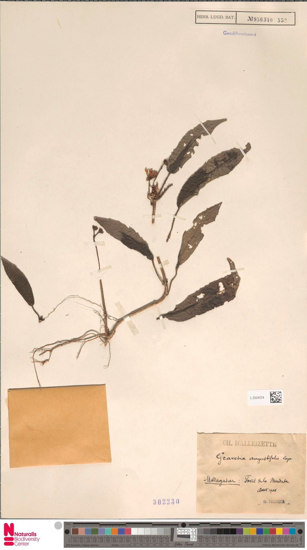 Gravesia angustifolia — related species from the same genus