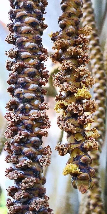Latania verschaffeltii flower